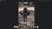 Nara_deer_PhotosApp.gif